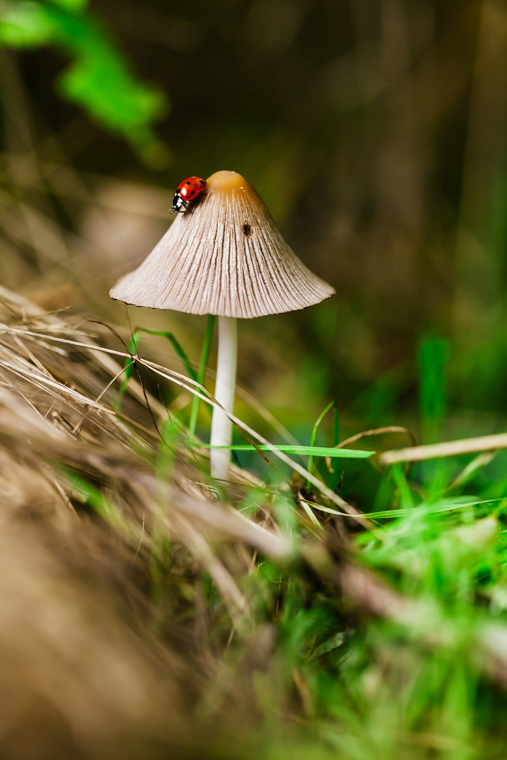 Ladybug on a mushroom
