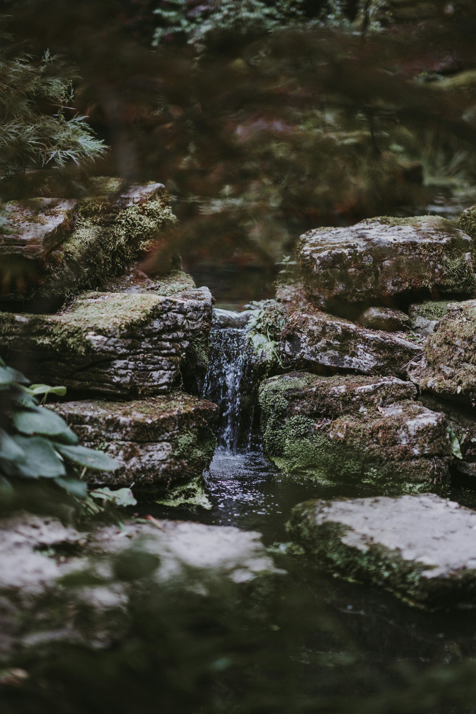 Forest stream