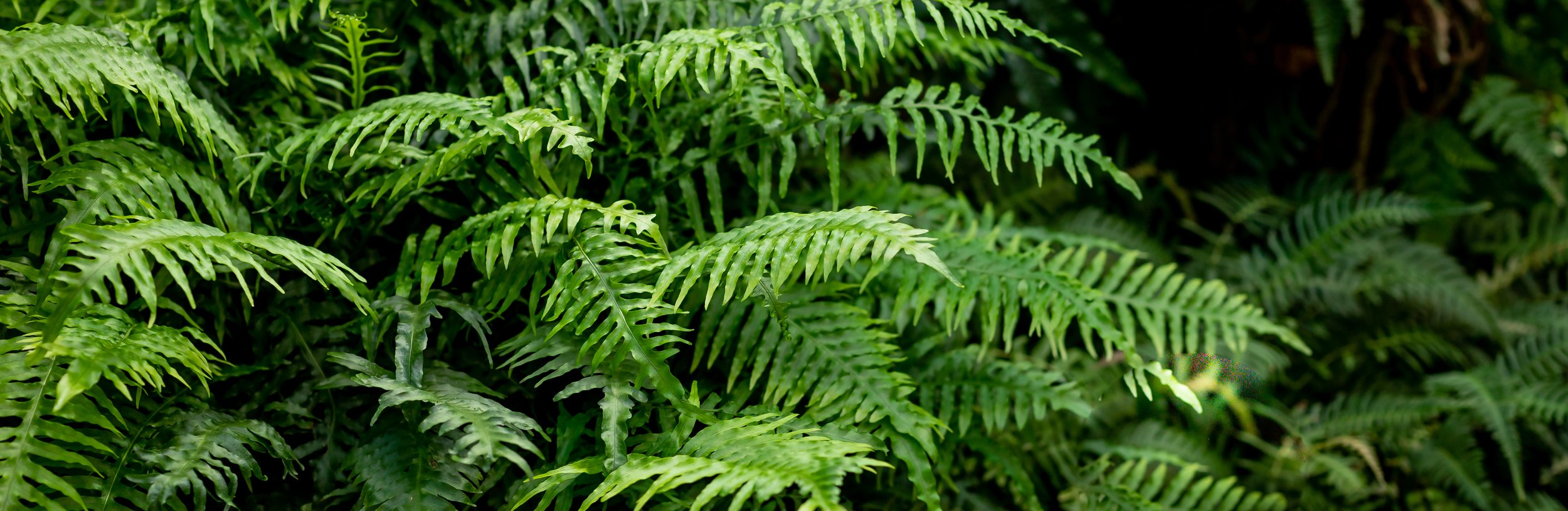 Fern leaves