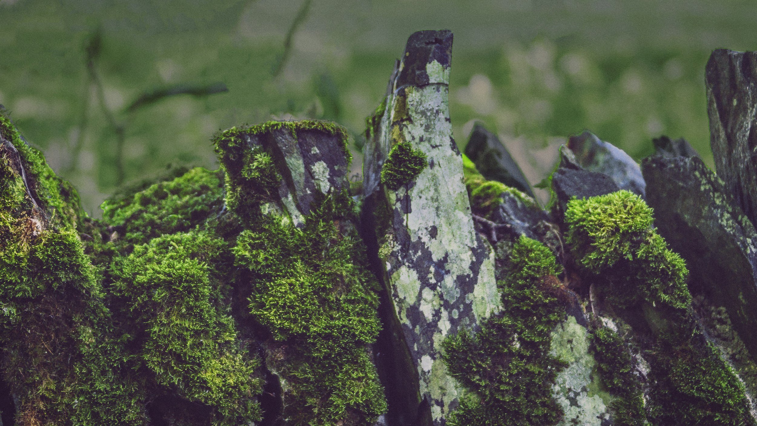Mossy branches