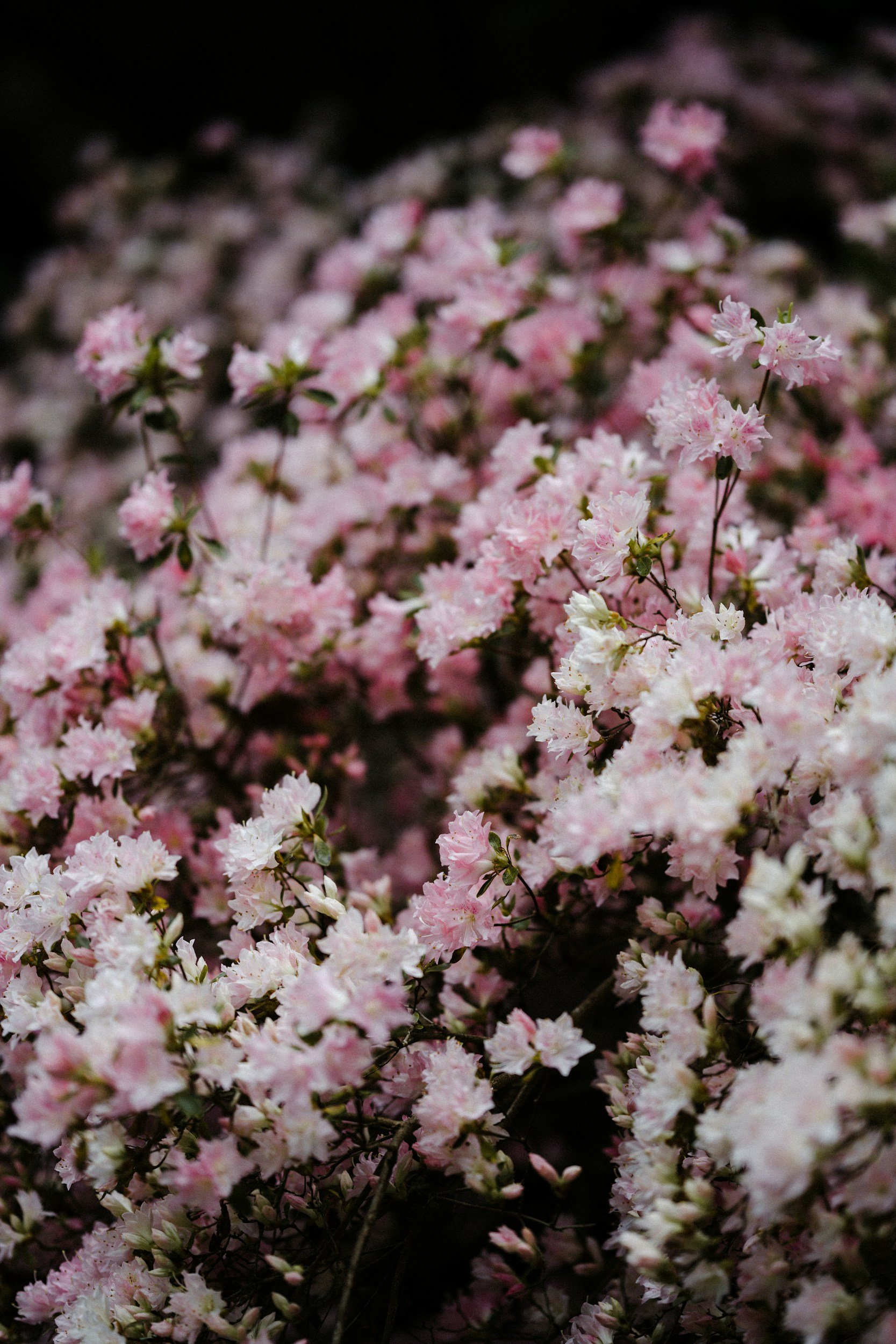 Pink flowers